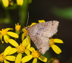 Lithilaria ossicolor