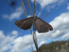 Coenocalpe millierata