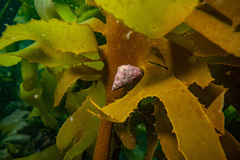 Micrelenchus purpureus