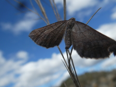Coenocalpe millierata