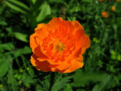 Trollius vitalii
