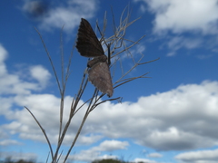 Coenocalpe millierata