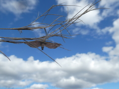 Coenocalpe millierata