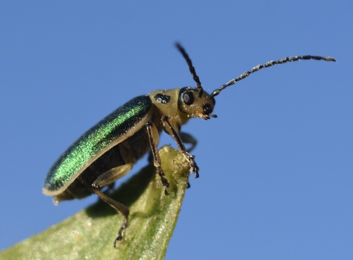 Coyote Brush Leaf Beetle photo 4