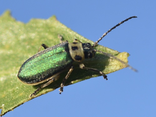 Yellowmargin leaf beetle