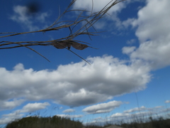 Coenocalpe millierata