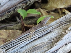 Anolis cristatellus