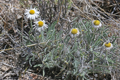 Erigeron concinnus concinnus