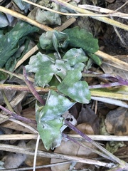Erysiphe aquilegiae
