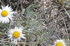 Erigeron concinnus concinnus