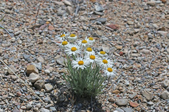 Erigeron concinnus concinnus