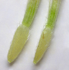 Erigeron concinnus concinnus