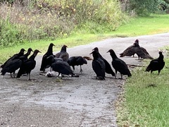 Coragyps atratus image