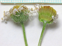 Erigeron concinnus concinnus