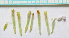 Erigeron concinnus concinnus