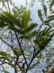 Albizia julibrissin