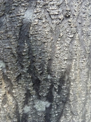 Albizia julibrissin