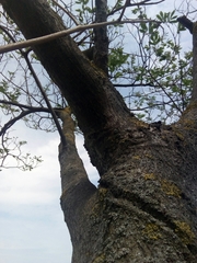 Albizia julibrissin