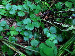 Waldsteinia tanzybeica