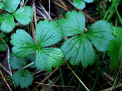 Waldsteinia tanzybeica