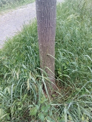 Albizia julibrissin