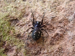 Nurscia albomaculata