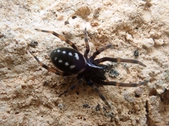 Nurscia albomaculata