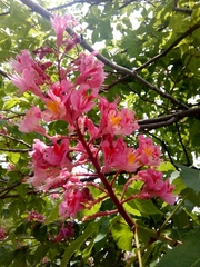 Aesculus × carnea