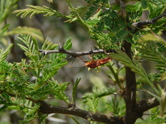 Athaumastus