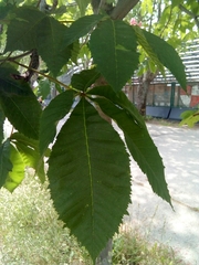 Aesculus × carnea