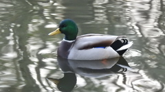 Anas platyrhynchos