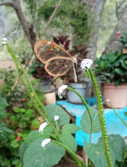 Greta morgane morgane