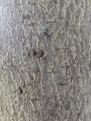 Aesculus × carnea