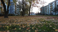 Acer platanoides