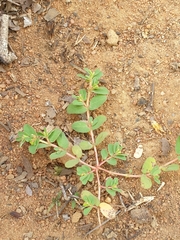 Euphorbia inaequilatera