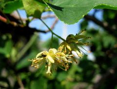 Tilia nasczokinii