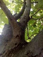 Aesculus × carnea