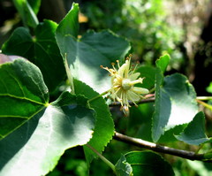 Tilia nasczokinii