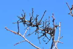 Aceria pistaciae