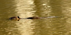 Myocastor coypus