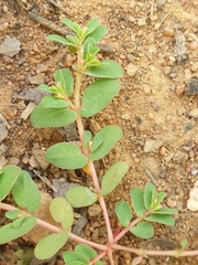 Euphorbia inaequilatera
