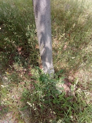 Aesculus × carnea