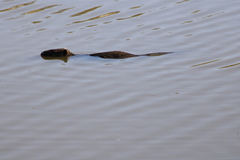 Myocastor coypus