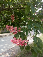 Aesculus × carnea