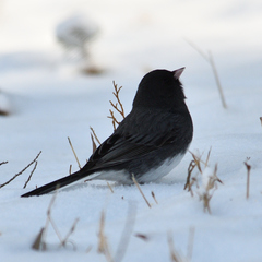 Junco hyemalis