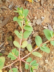 Euphorbia inaequilatera