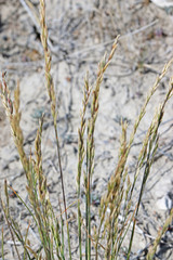Poa arida