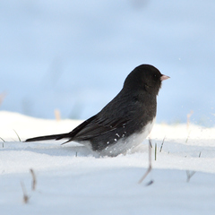 Junco hyemalis