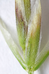 Poa arida