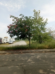 Aesculus × carnea